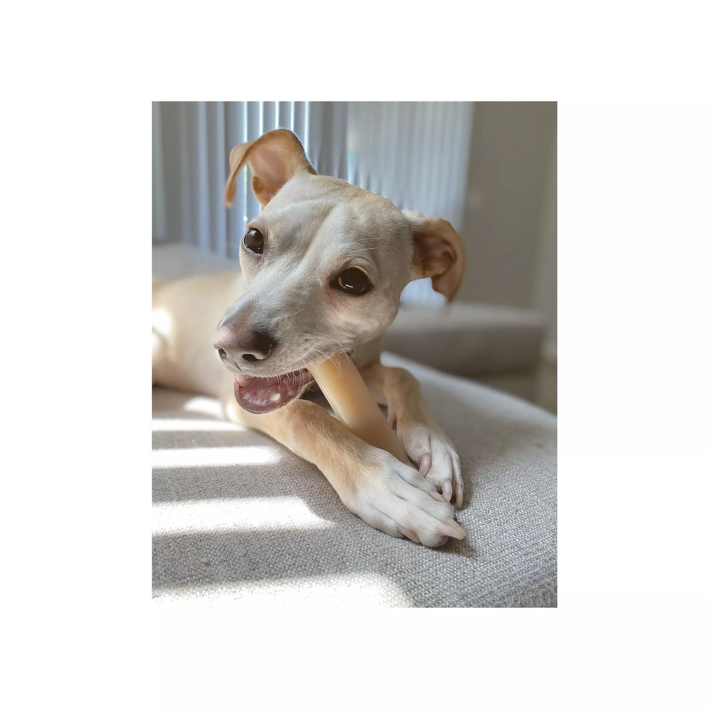 Nylabone® DuraChew® Bone Chew Dog Toy