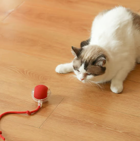 Interactive Cat Toys Ball